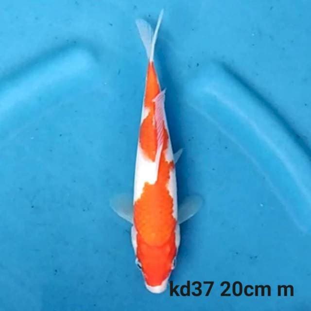 Kohaku f1