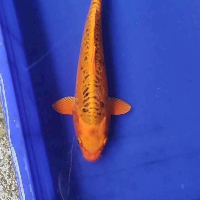 Mukasi
