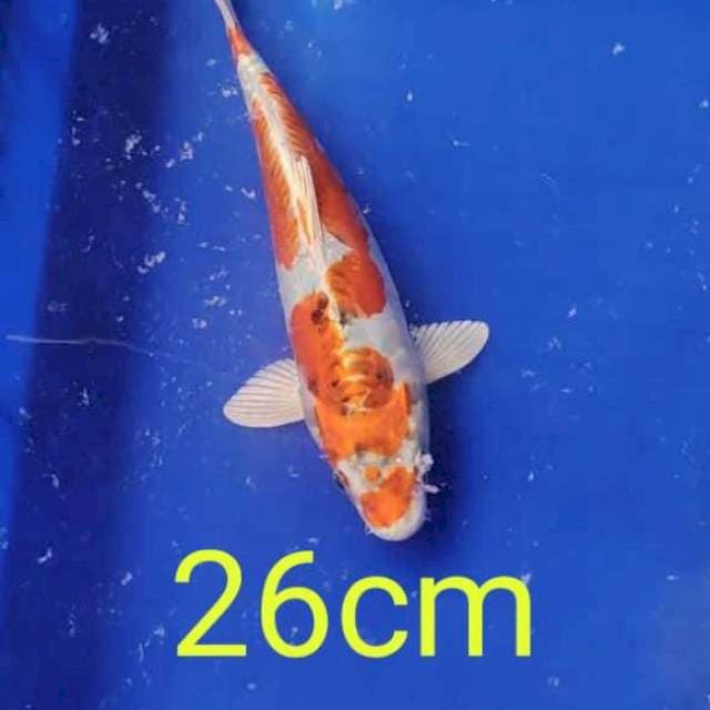 Kiko