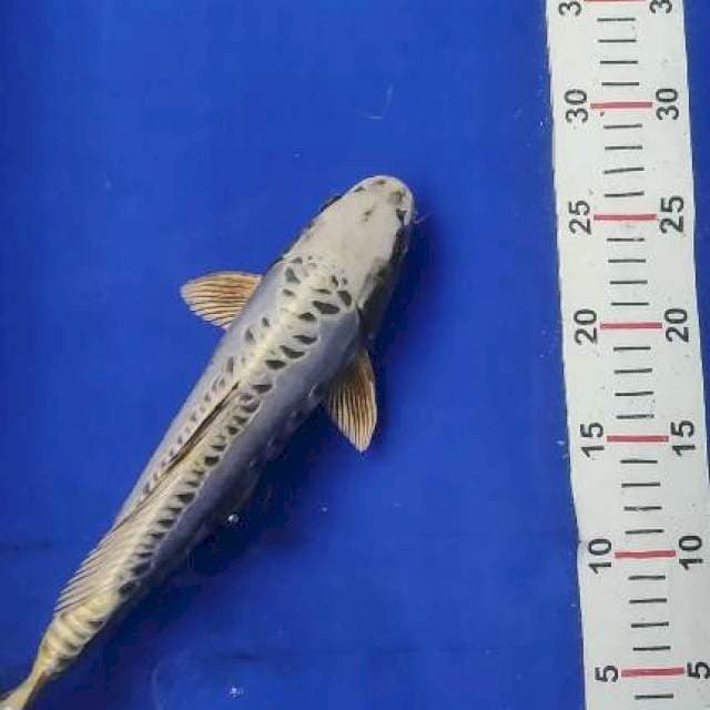 Mukasi