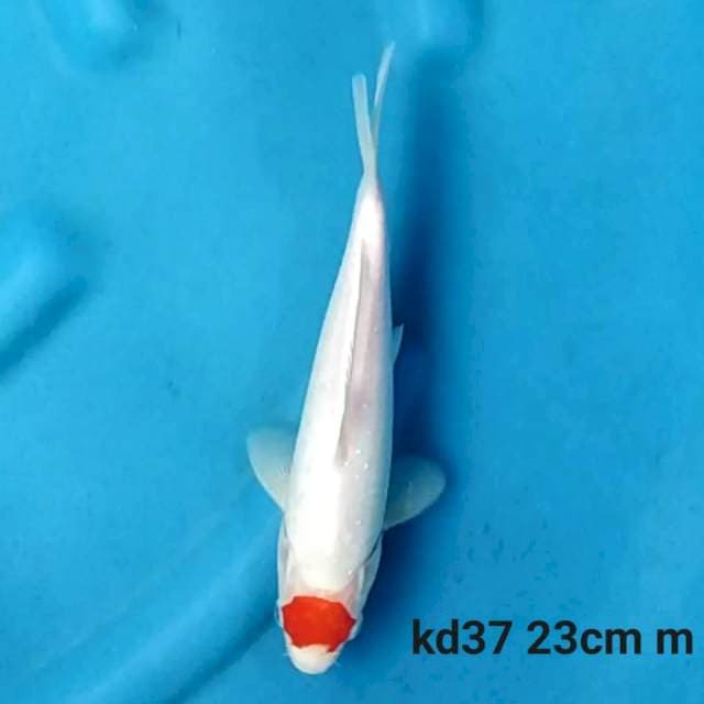 Tancho kohaku