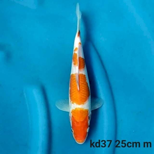 Kohaku f1