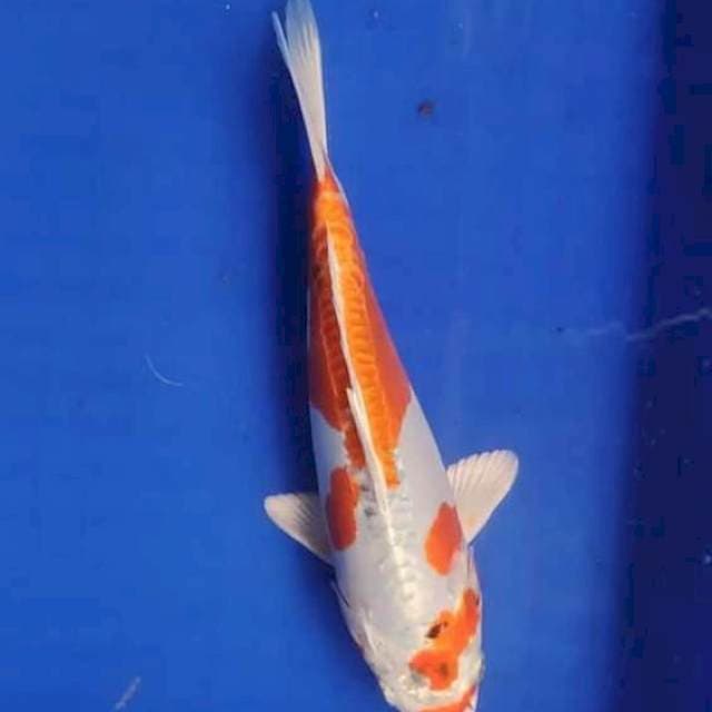 Kiko
