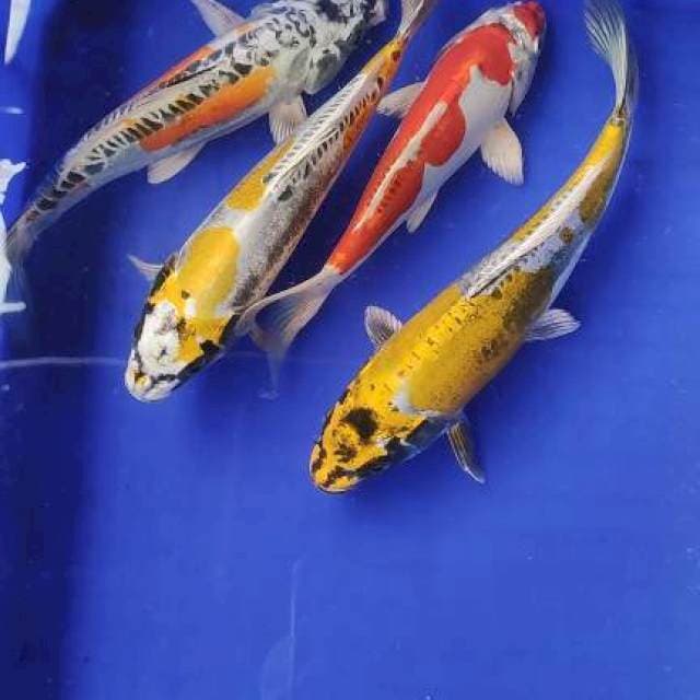 Kiko 4 ekor
