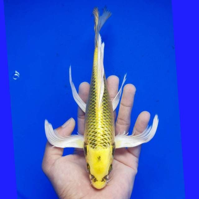 MUKASHI KUMPAI