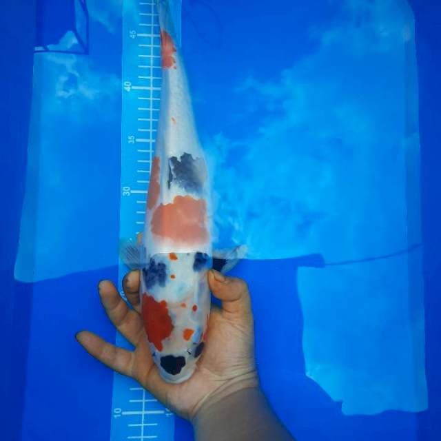 Kindai showa 40cm
