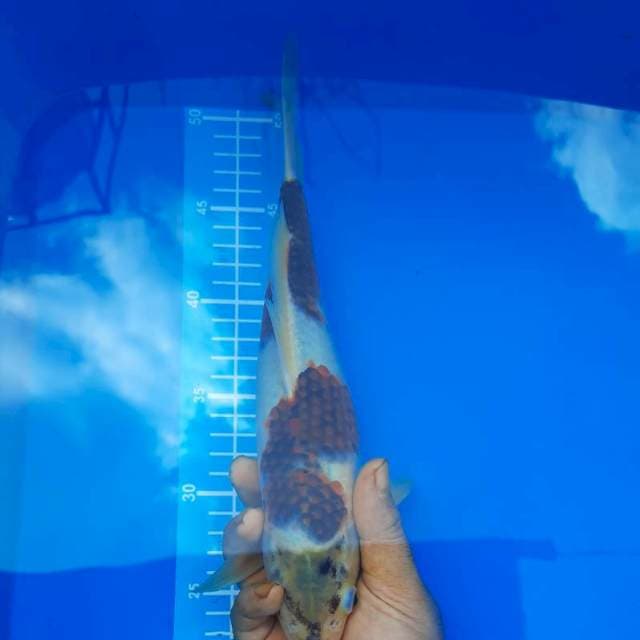 Ai goromo 30 cm