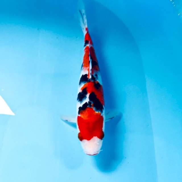 Sanke, 25 cm