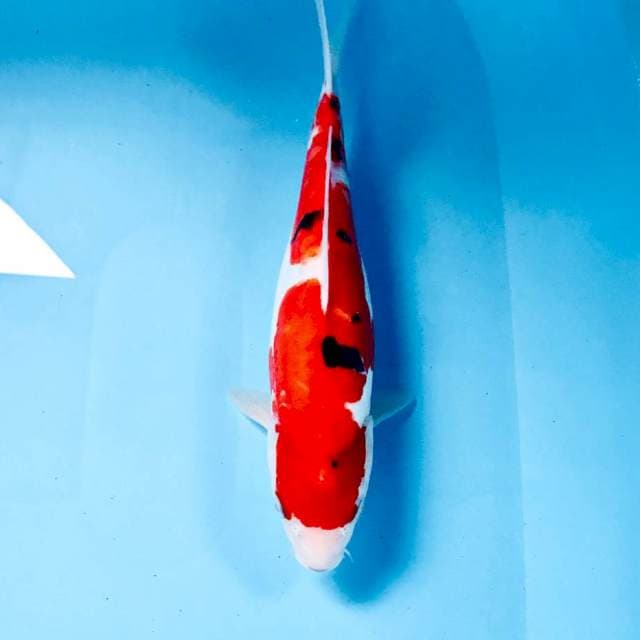 Sanke Doitsu, 30 cm