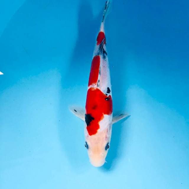Sanke Doitsu, 25 cm