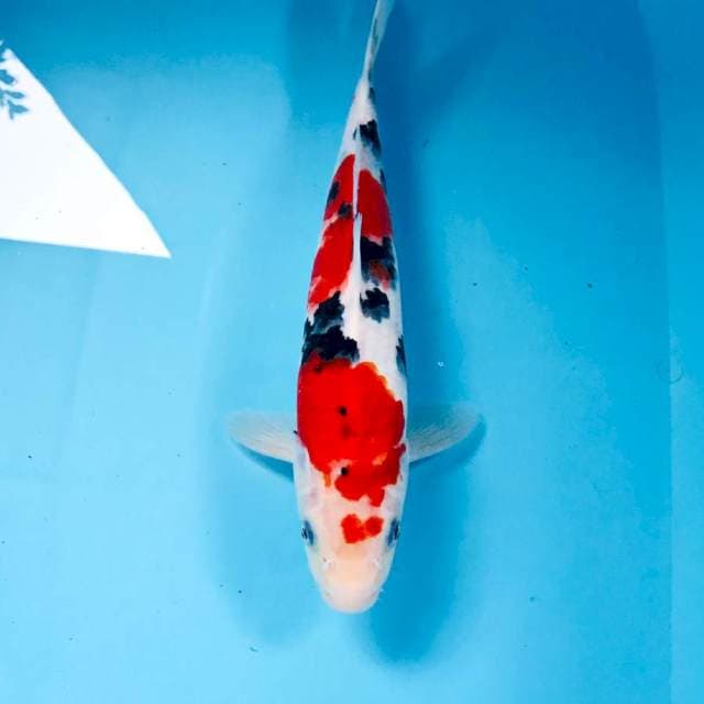 Sanke, 32 cm