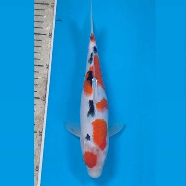 Sanke, 24 cm