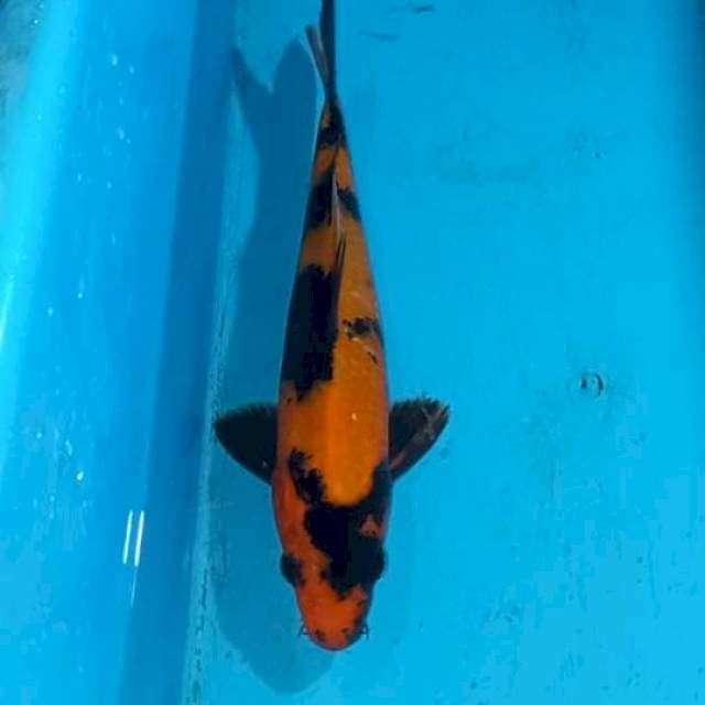 Utsuri 27cm