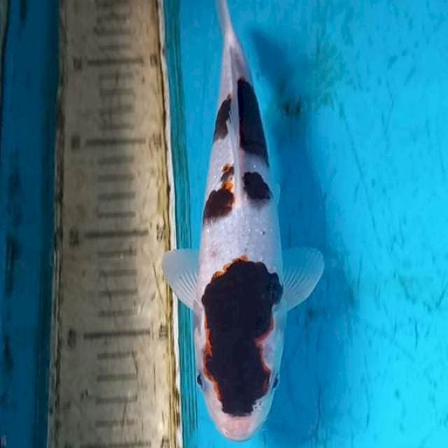 Goromo 23cm