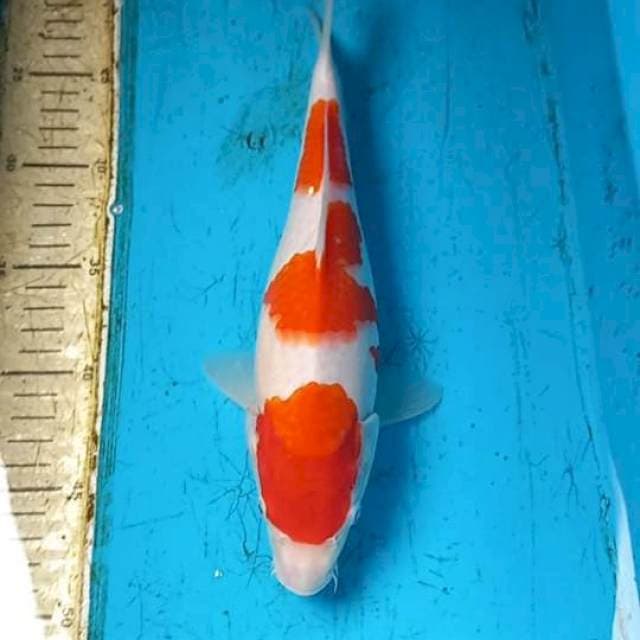 Kohaku 30cm