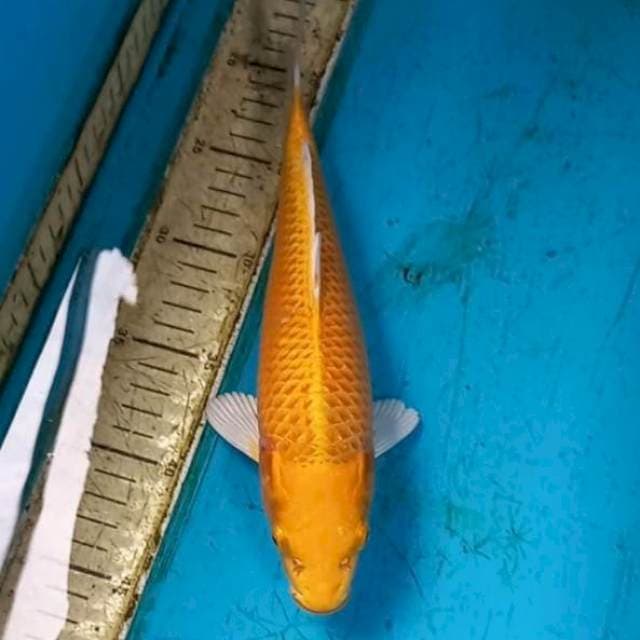 Ogon 27cm