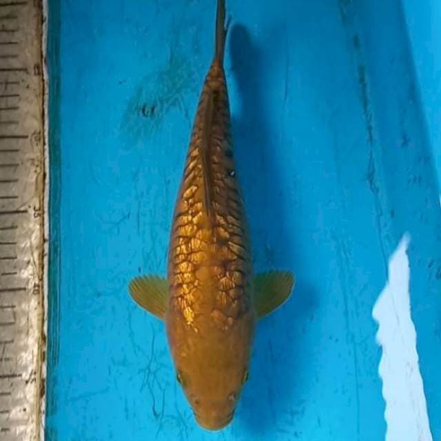 Aragoke ginrin 27cm