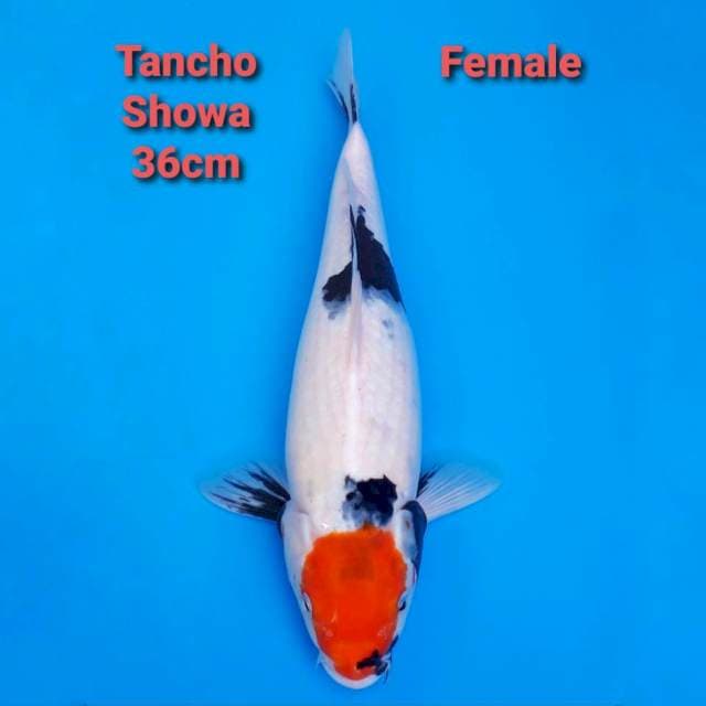 Tancho Showa 36cm Female