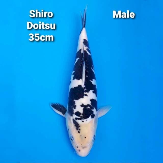 Shiro Doitsu 35cm Male