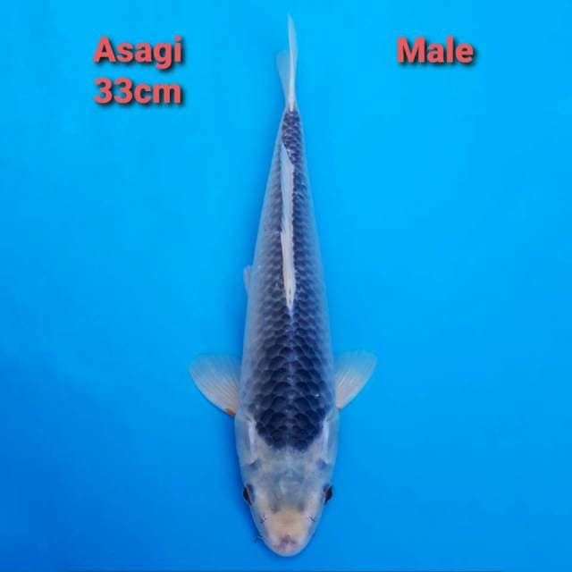 Asagi 33cm Male