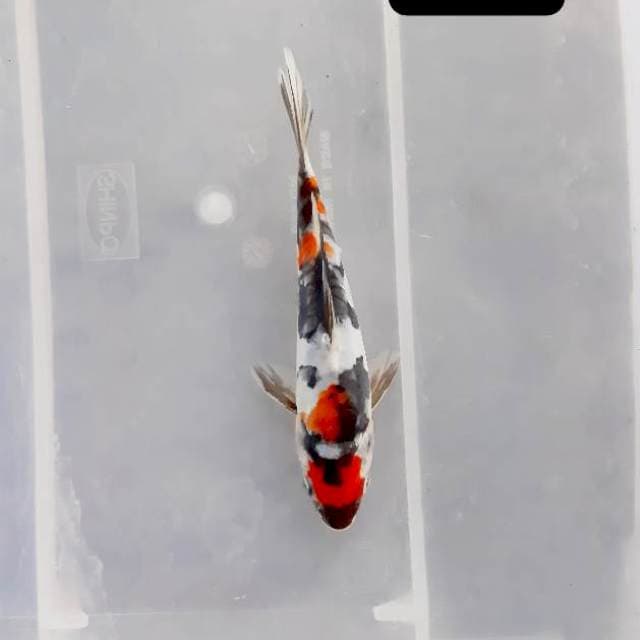 Matuten Doitsu 17 cm