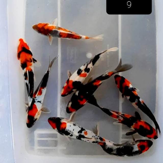 Grade A showa Doit 16-20 cm 9 ekor