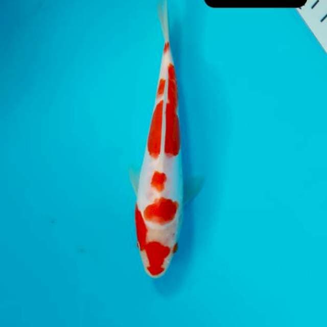 Kohaku doit 19 cm