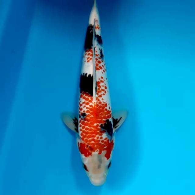 Showa 31 cm