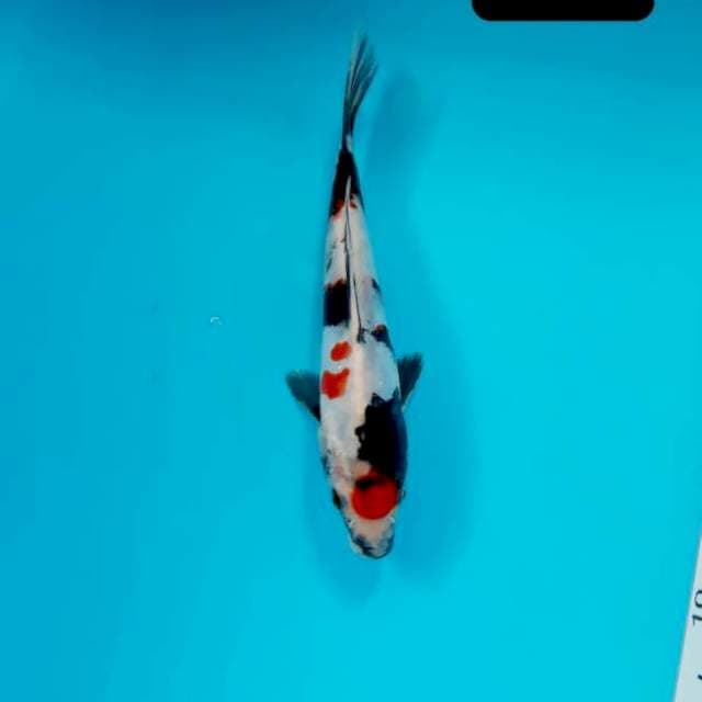 Showa 19 cm