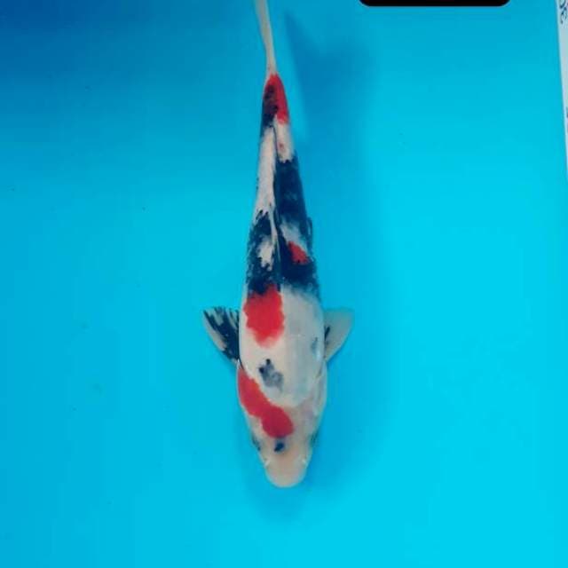 Kindai 22 cm
