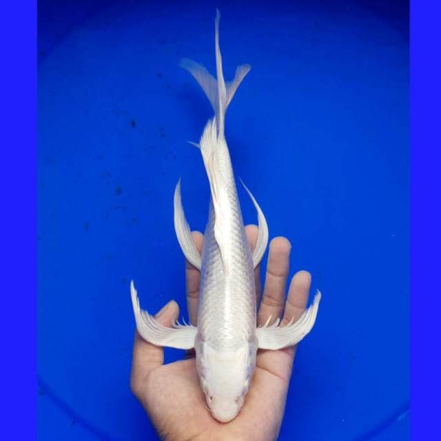 PLATINUM KUMPAI MALE