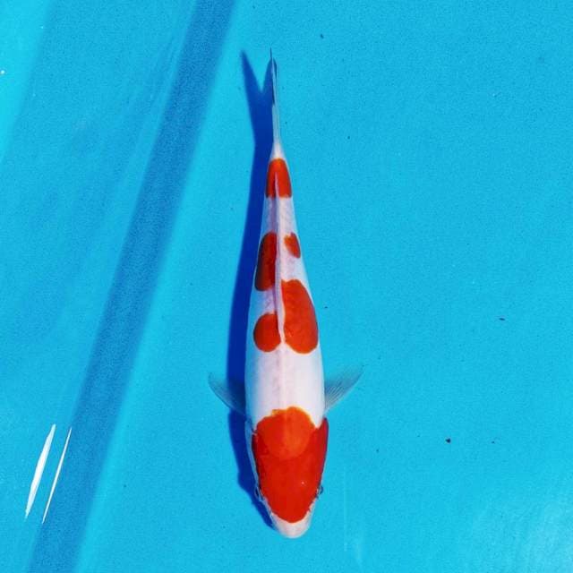 kohaku
