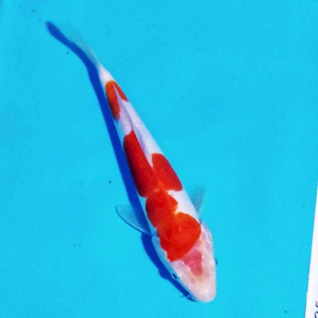 kohaku