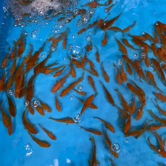 1 CHAGOI IMPORT MARUDO