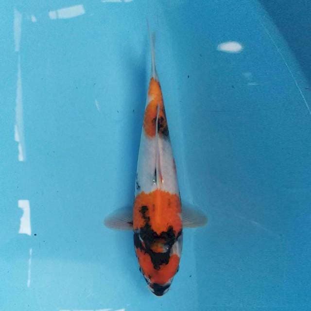 Showa 25 cm
