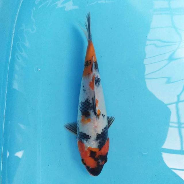 Kindai Showa 24 cm