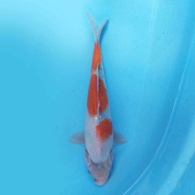 Tategoi Showa 23 cm
