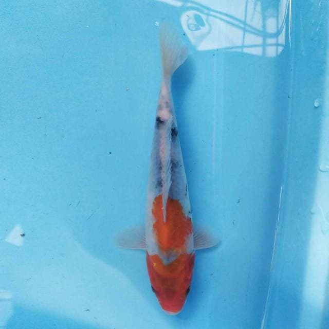 Tategoi Showa 20 cm