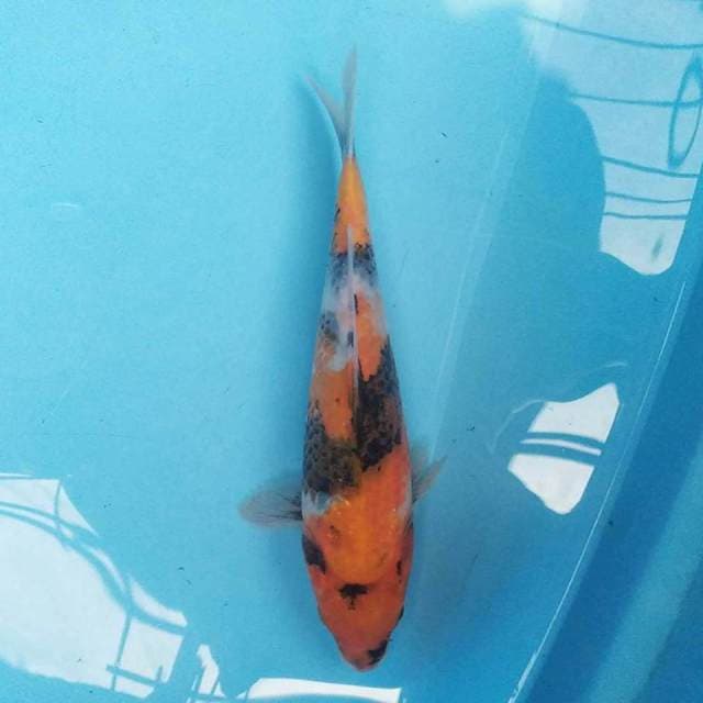 Hi Showa 28 cm