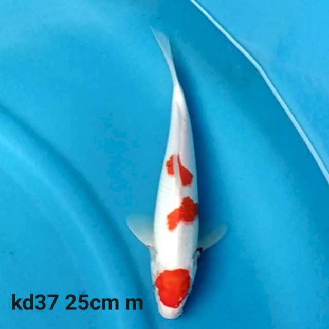 Maruten kohaku f1