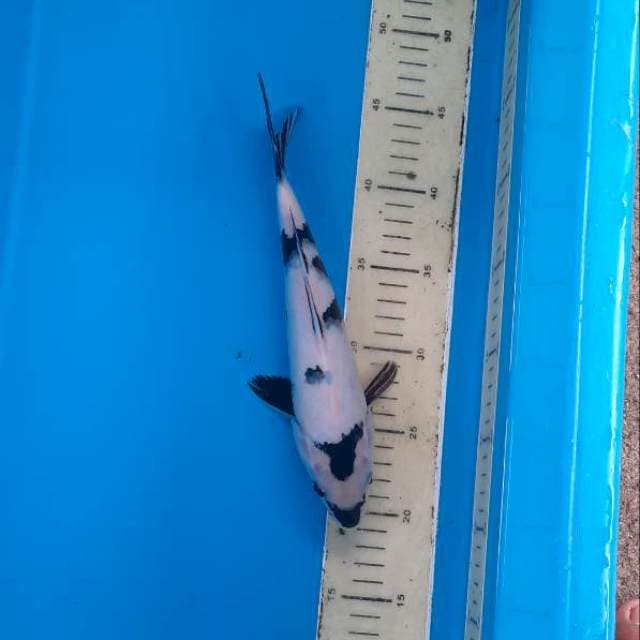 Shiro 26cm