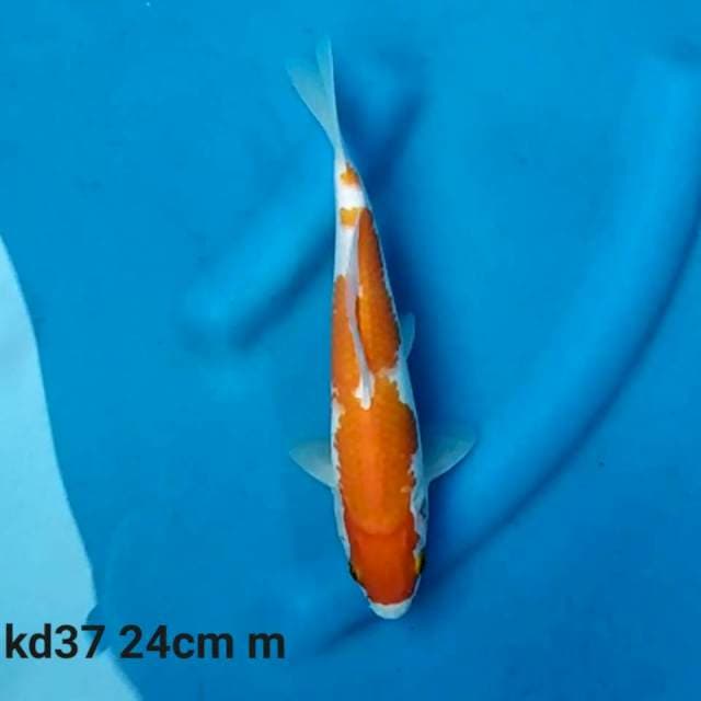 Kohaku f1