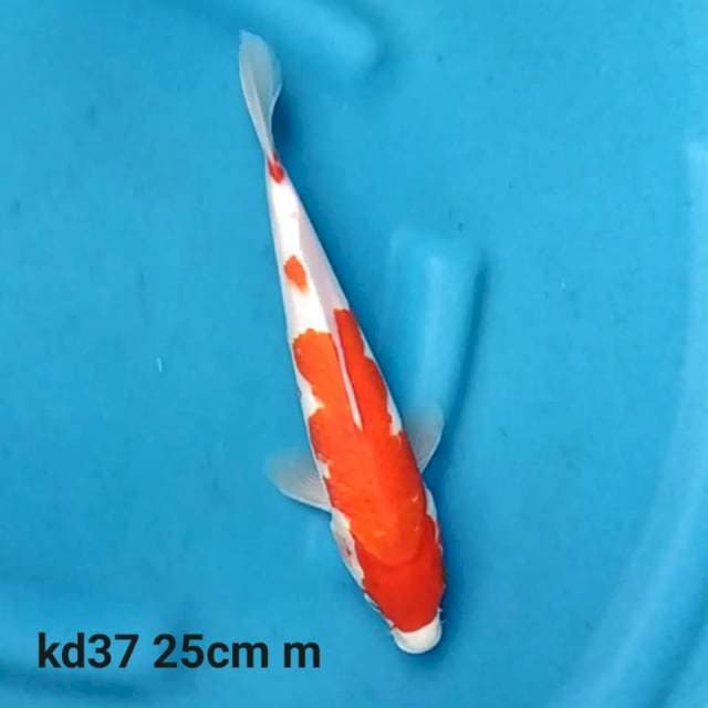Kohaku f1