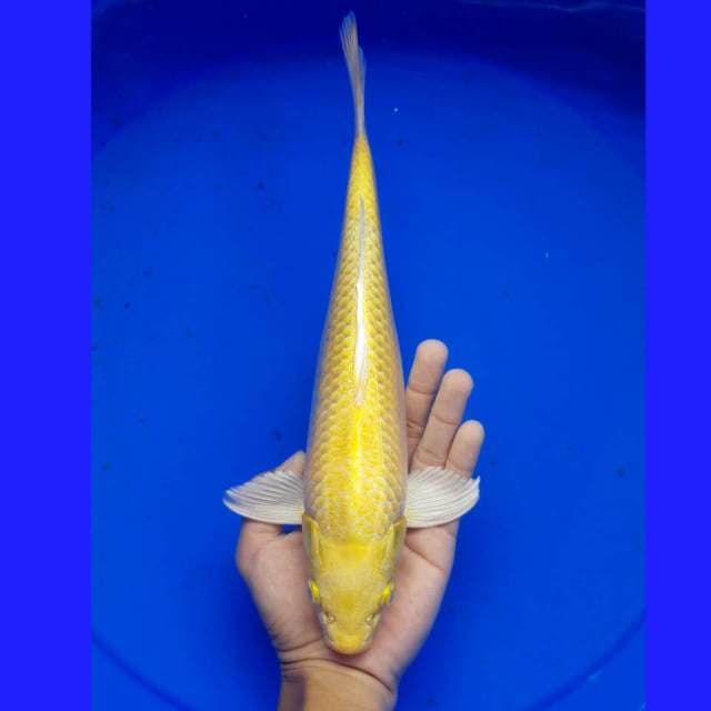 YAMABUKI MALE