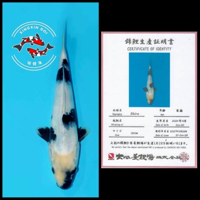 SHIRO DAINICHI 30CM