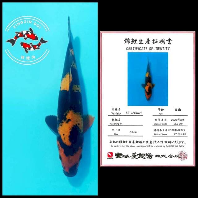 HIU DAINICHI 33cm