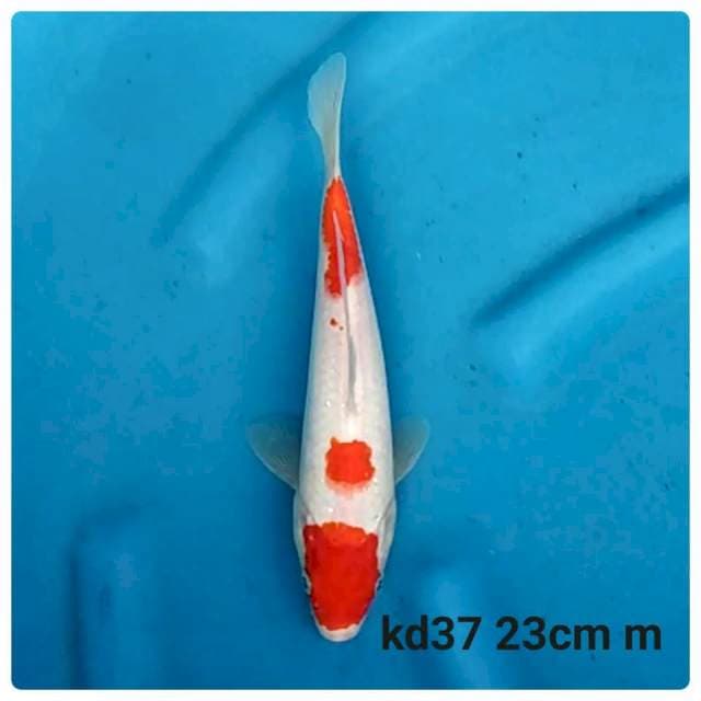 Maruten kohaku