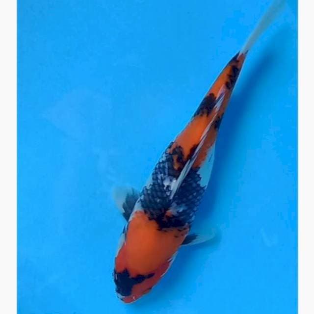Showa