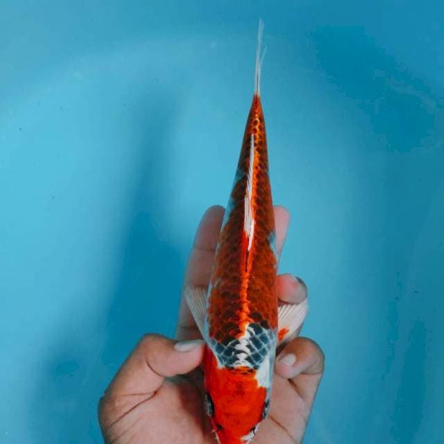 Kujaku ori 23cm