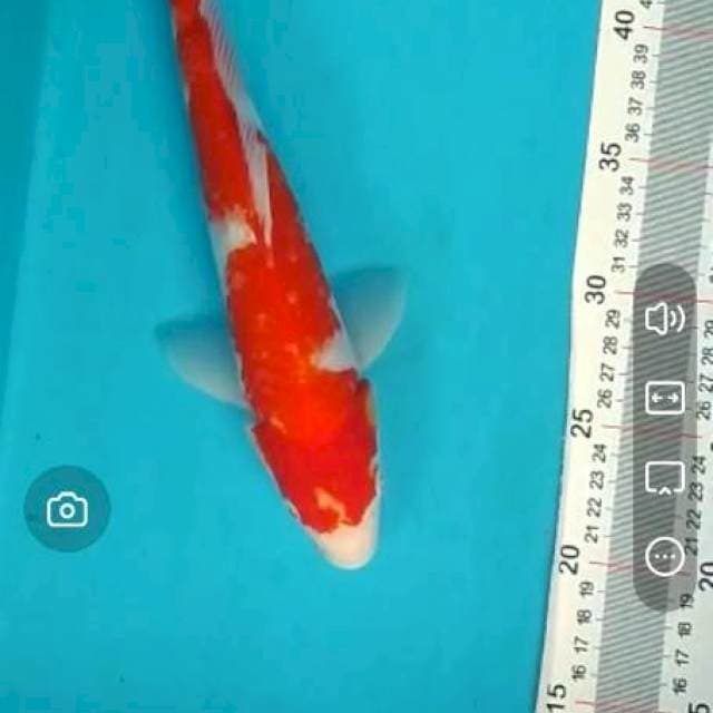 Kohaku 29 cm